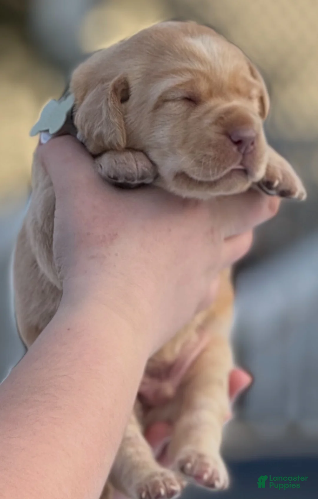 Labrador Retriever dogs for sale: Labrador Retriever Puppy 2 - Ad 18