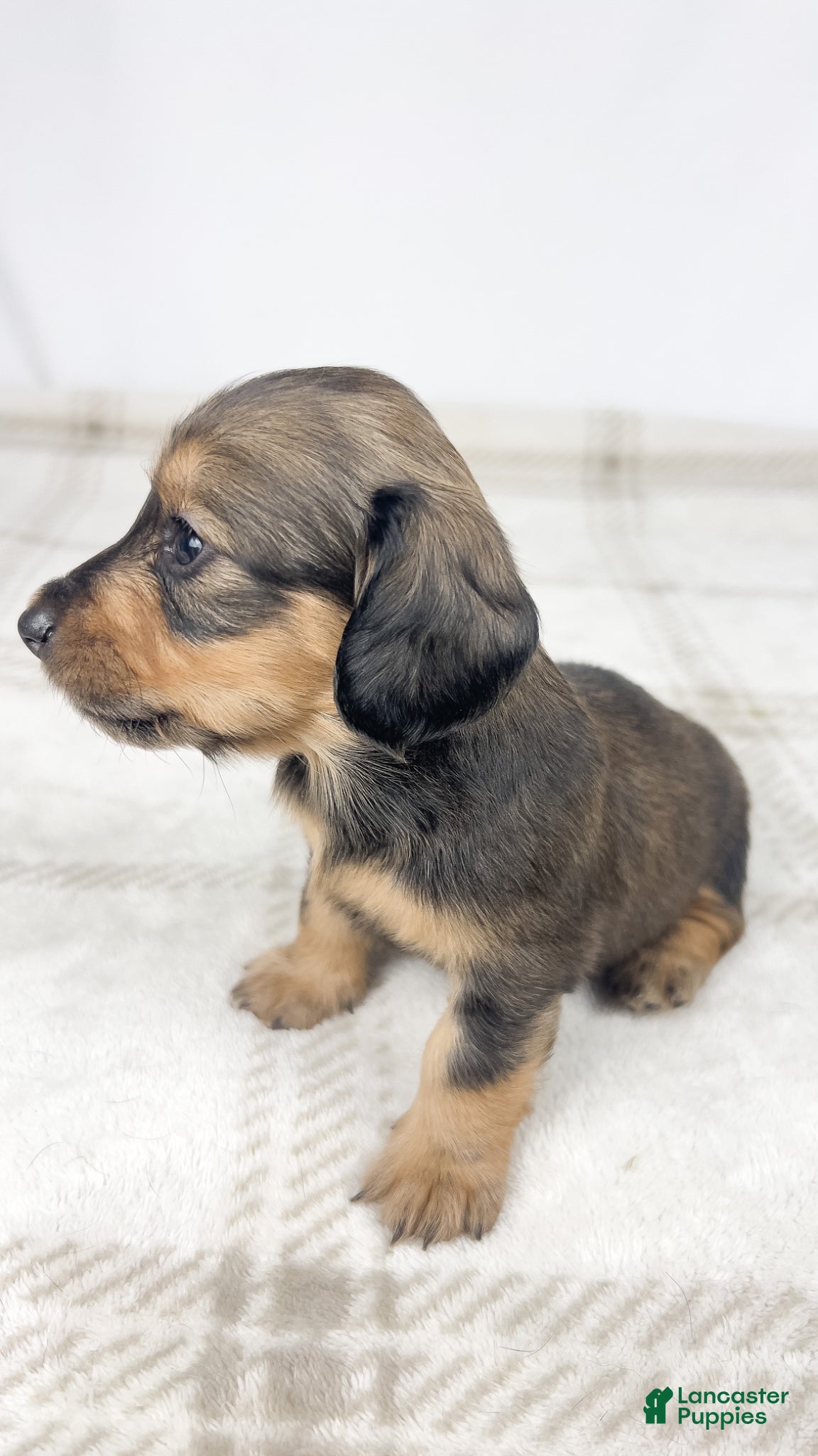 Miniature Dachshund dogs Whip cream - Ad 9