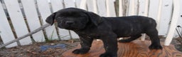 Cane Corso dogs for sale: Bradley  - Ad 11