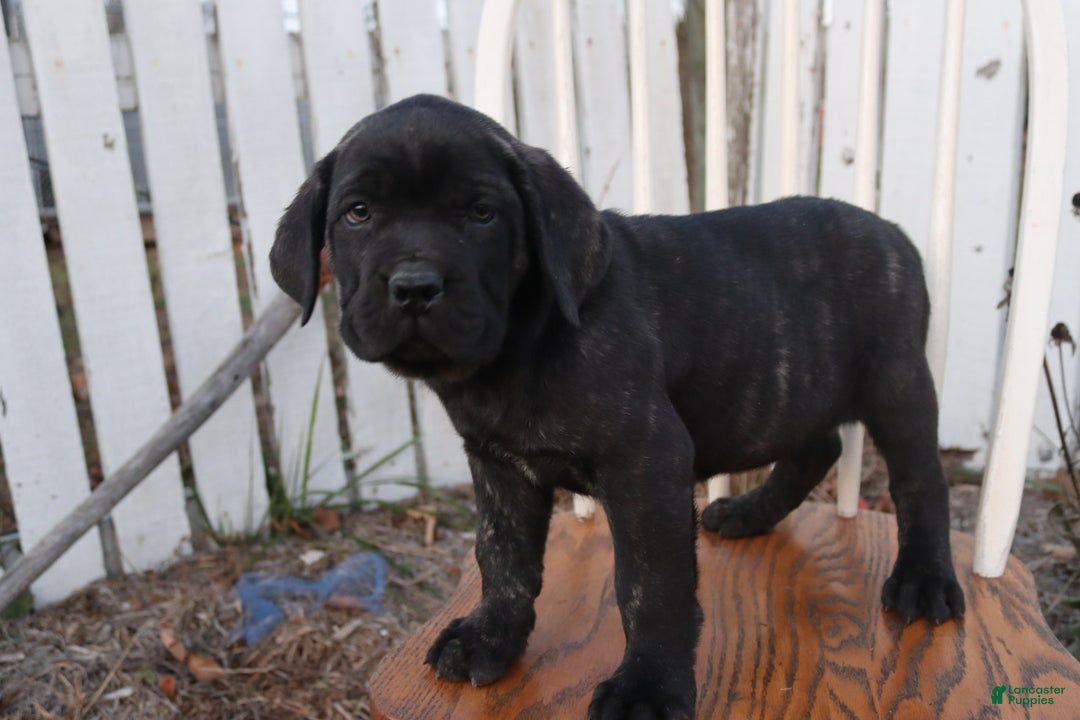 Cane Corso dogs for sale: Bradley  - Ad 11