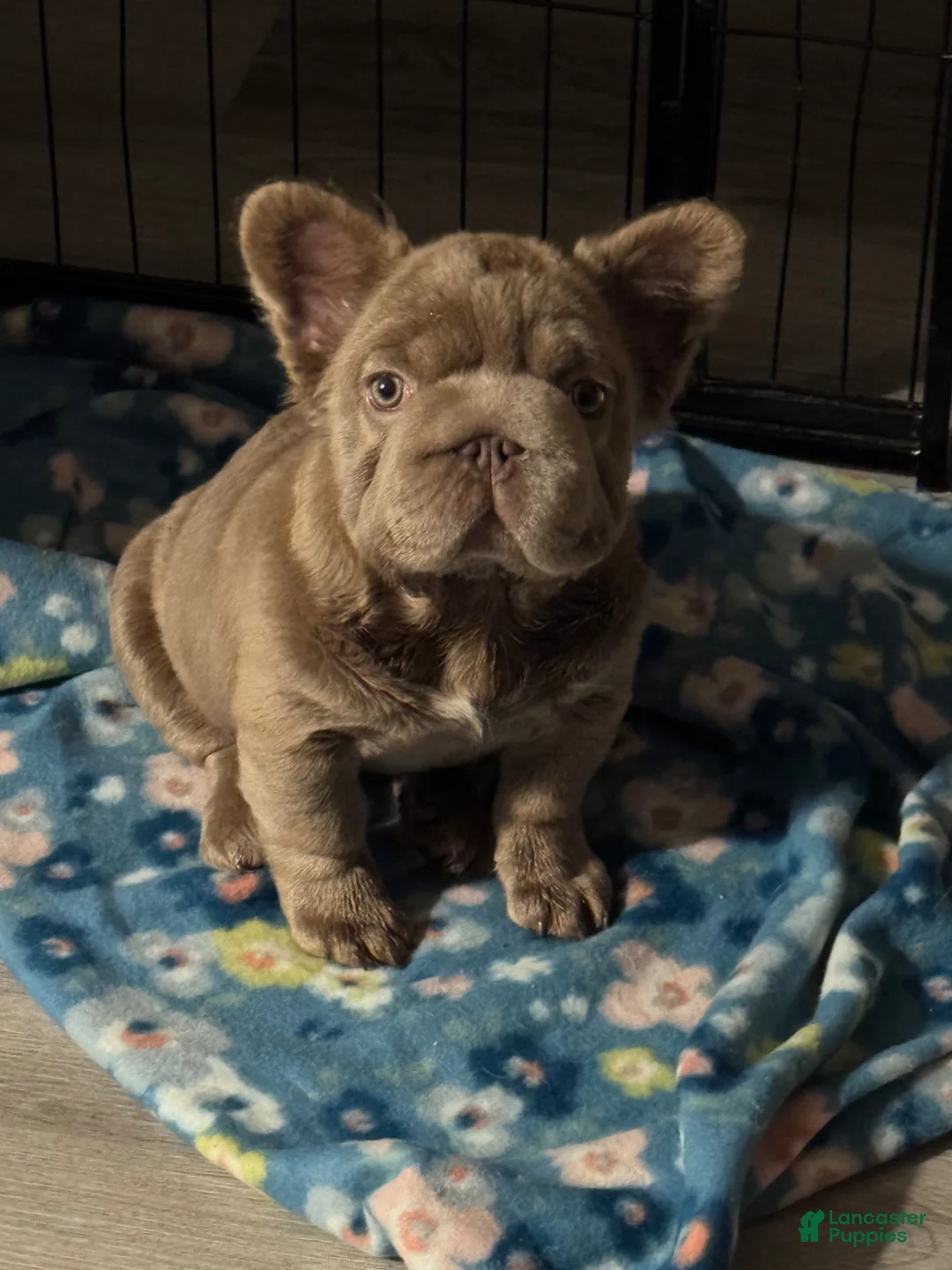 French Bulldog dogs for sale: Big rope Izabella fluffy female. - Ad 2