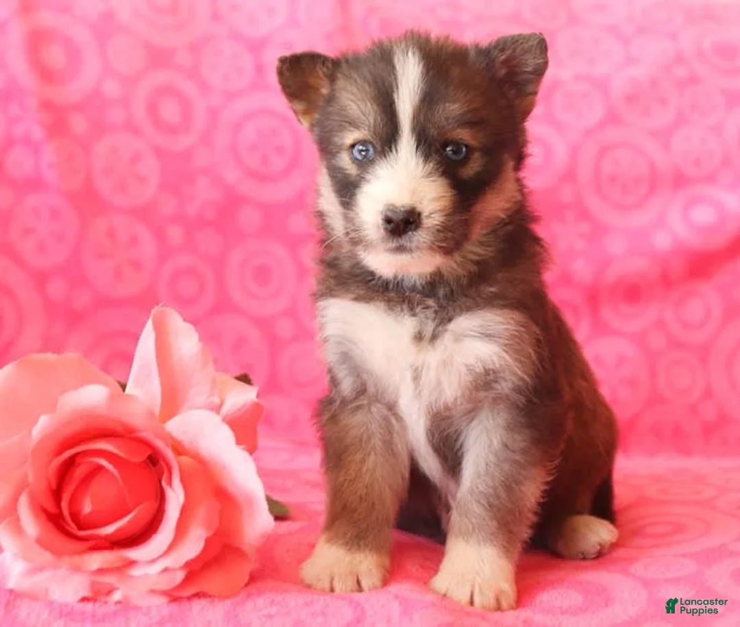 Gallery Image {{count}}