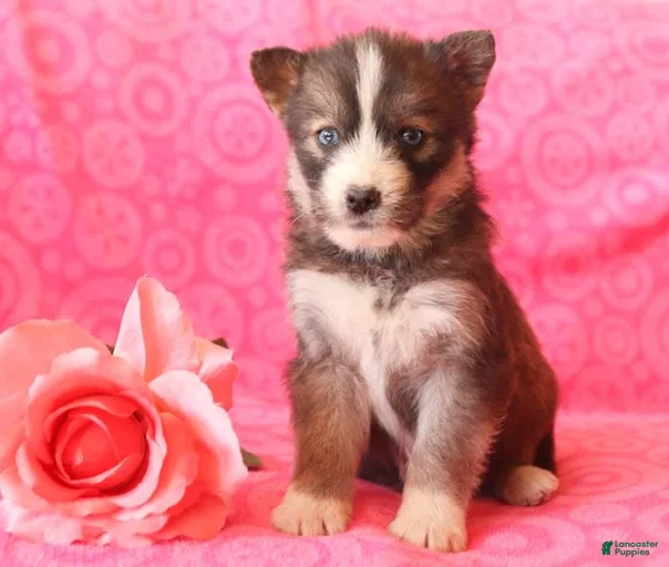 Gallery Image {{count}}