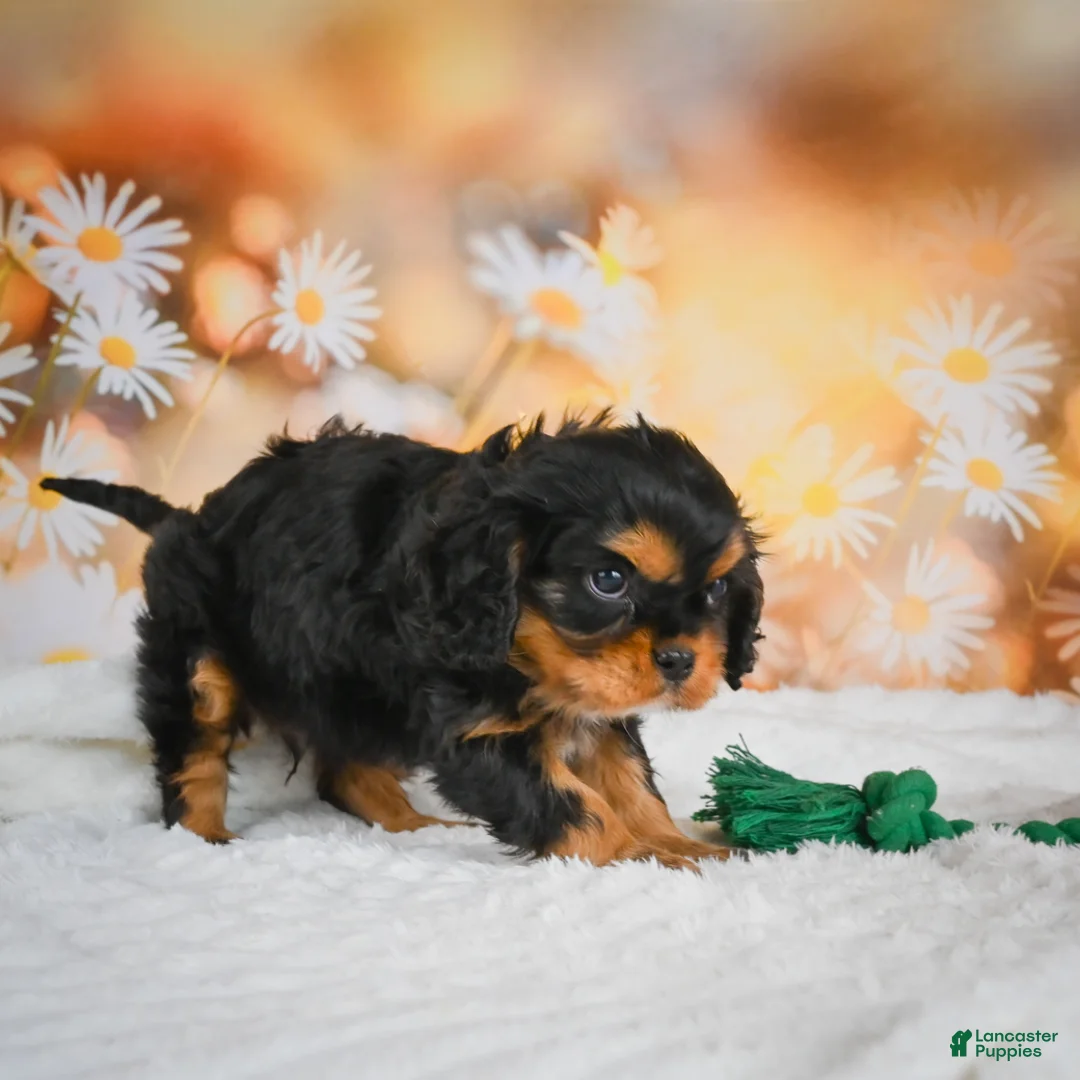 Cavalier King Charles Spaniel dogs for sale: Cavalier King Charles Spaniel Puppy 1 - Ad 2