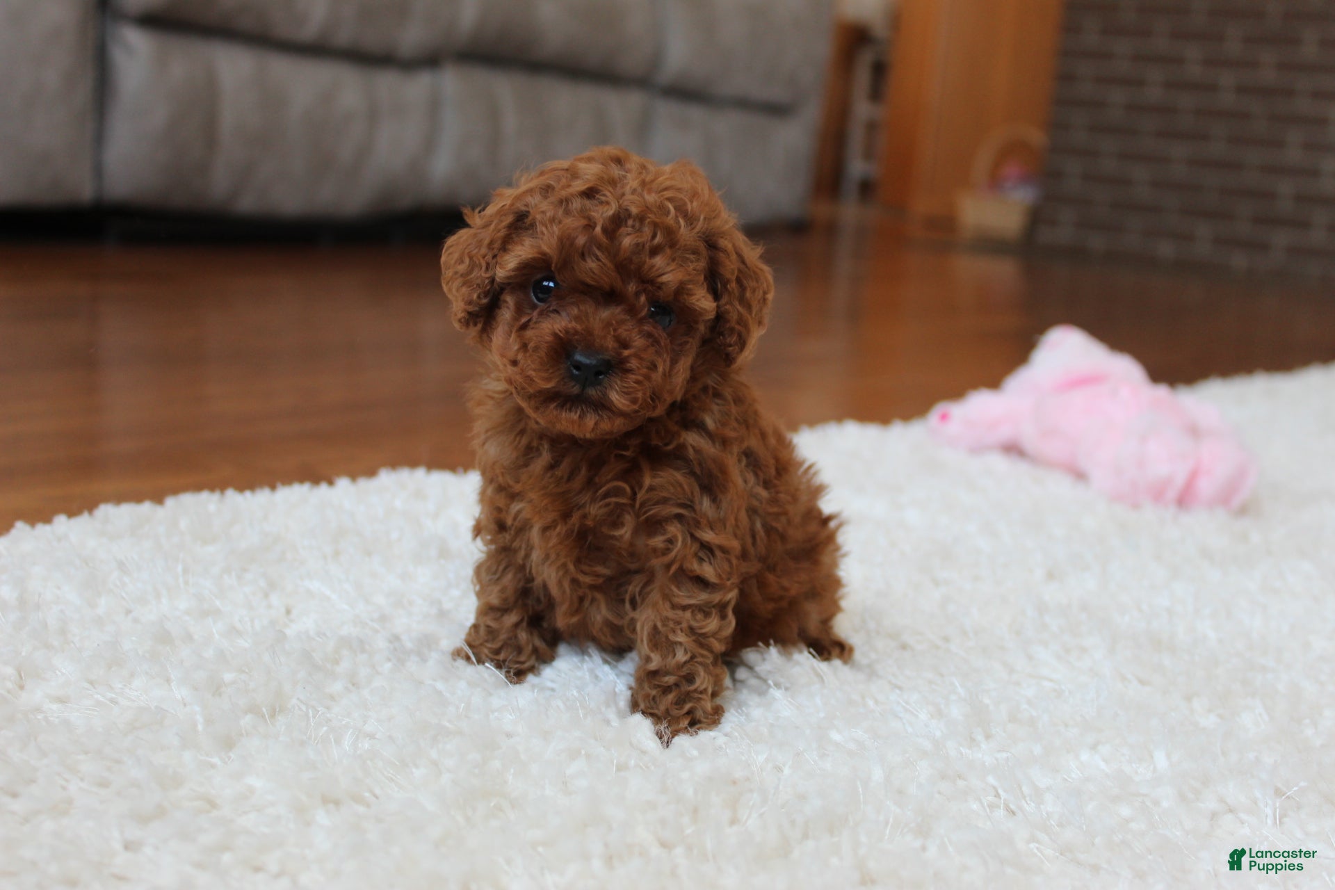 Toy Poodle dogs Teacup  Ava - Ad 31