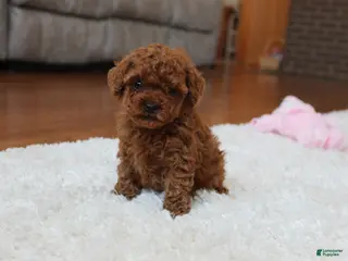 Toy Poodle dogs Teacup Ava - Ad 15