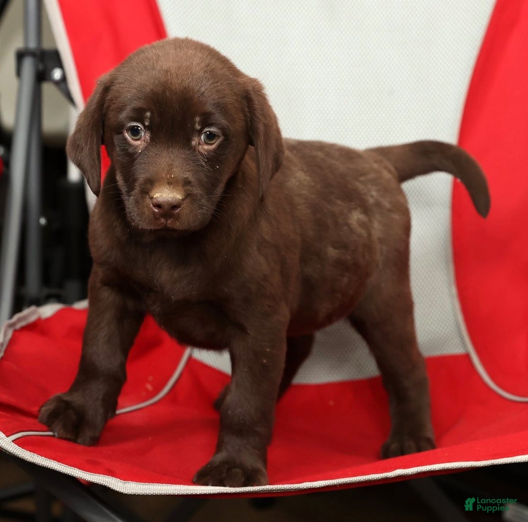 Labrador Retriever dogs for sale: Molly - Ad 7