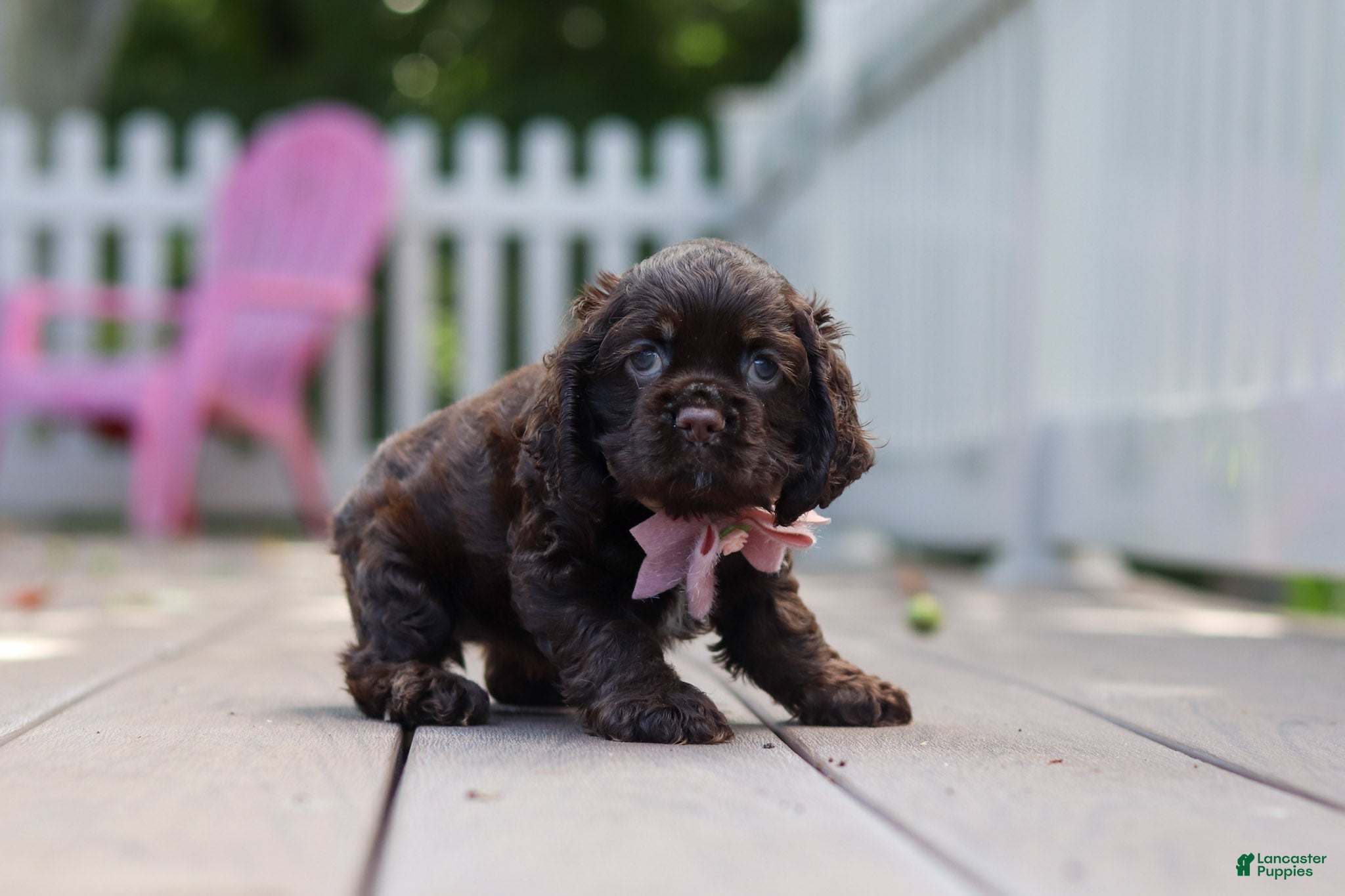 Cocker Spaniel dogs Bella - Ad 2