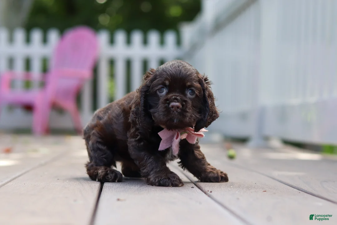Cocker Spaniel dogs for sale: Bella - Ad 2