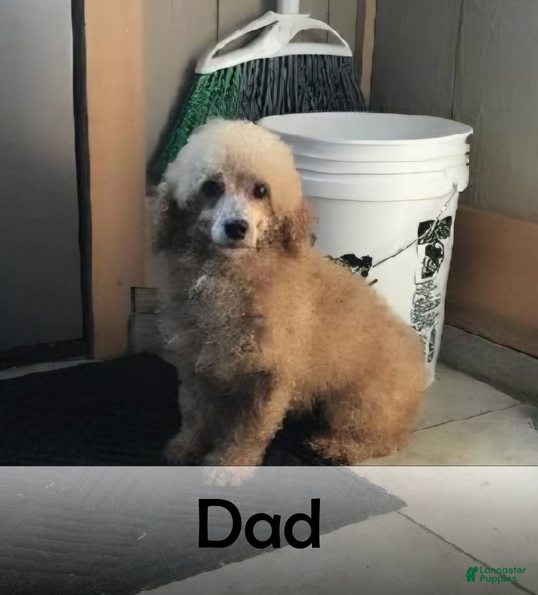 Goldendoodle dogs for sale: Chloe - Ad 10