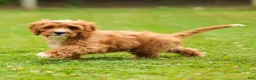 Cavapoo dogs for sale: Happy Cavapoo  - Ad 11