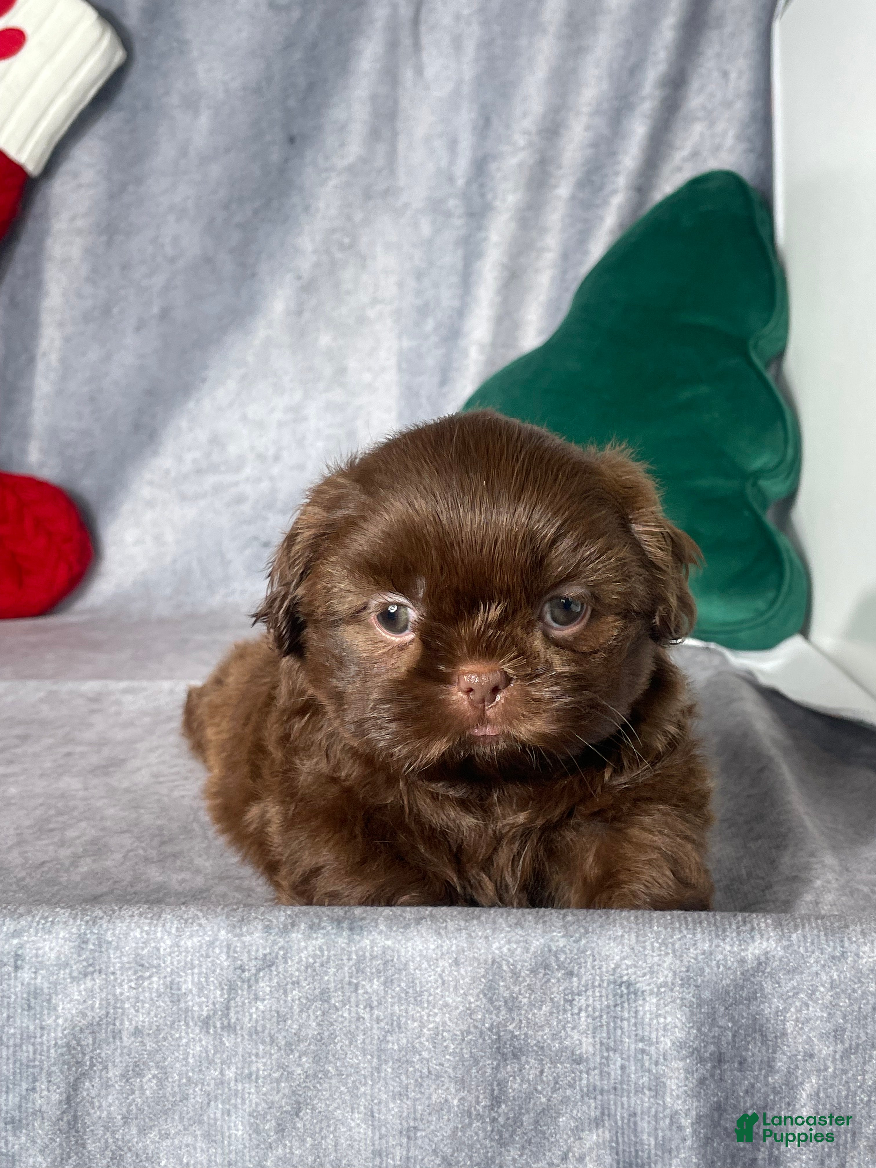 Shih Tzu dogs Sebastian  - Ad 19
