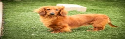 Miniature Dachshund dogs for sale: Tony - Ad 5