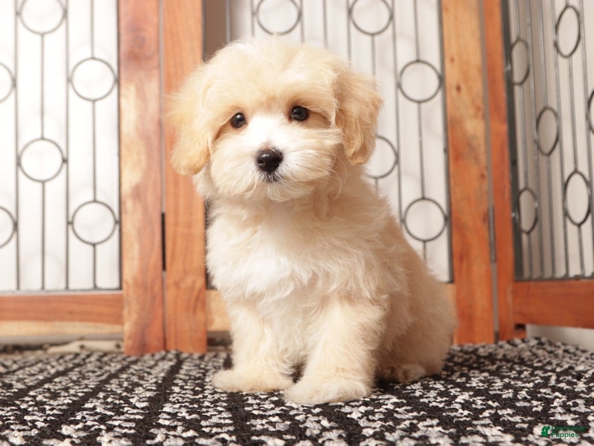 Maltipoo dogs Buddy- Male Maltipoo - Ad 2