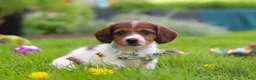 Miniature Dachshund dogs for sale: Benji - Ad 4