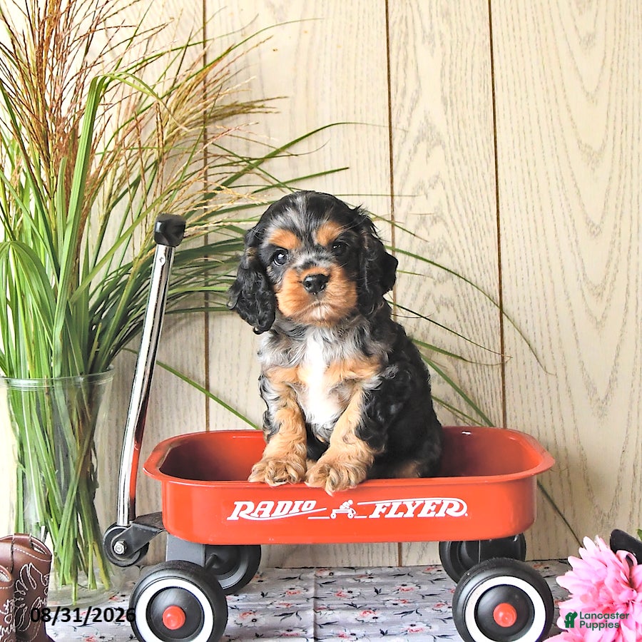 Cocker Spaniel dogs Snickers - Ad 2