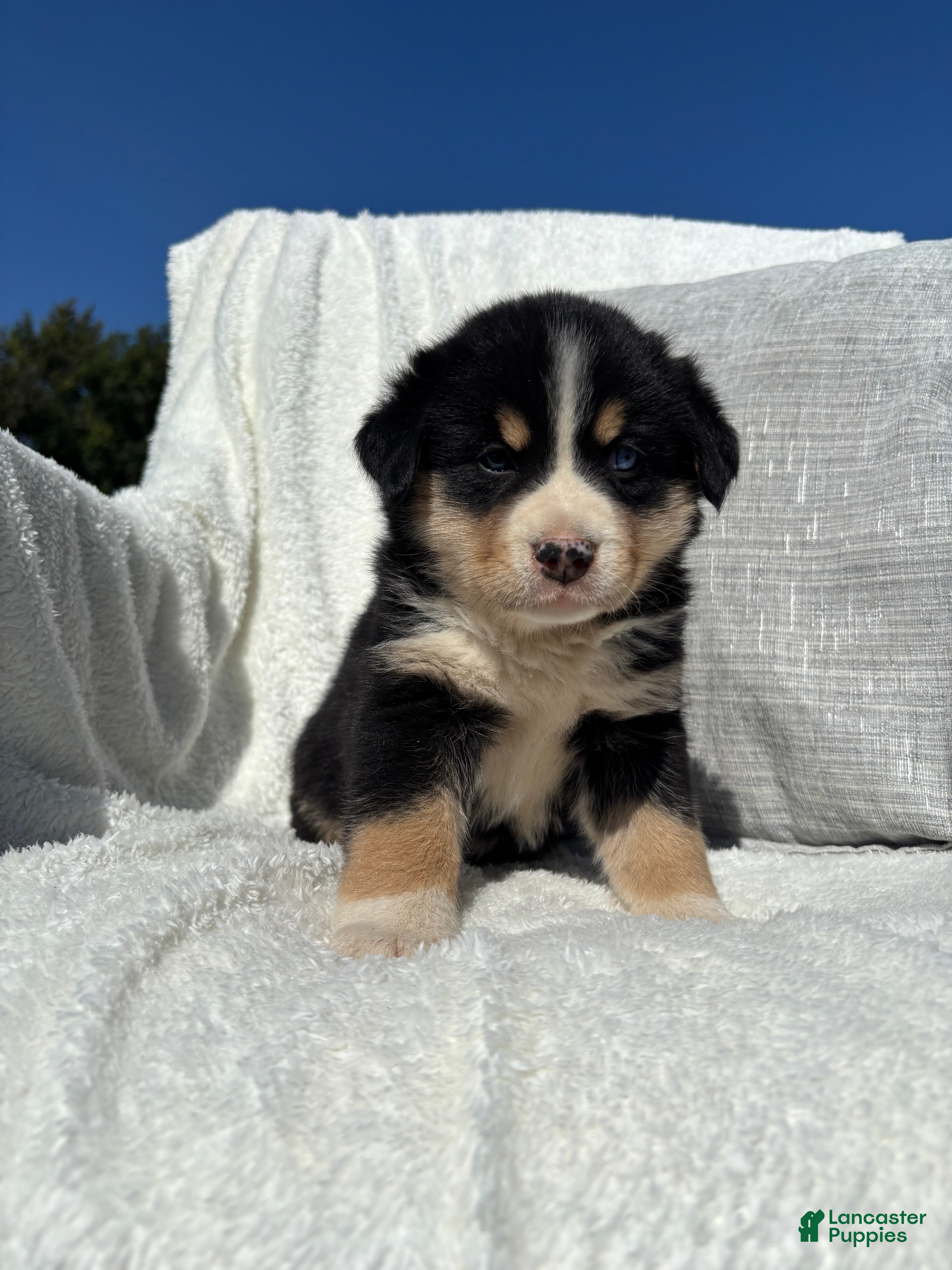 Mixed Breed dogs Mixed Breed 3 - Ad 1