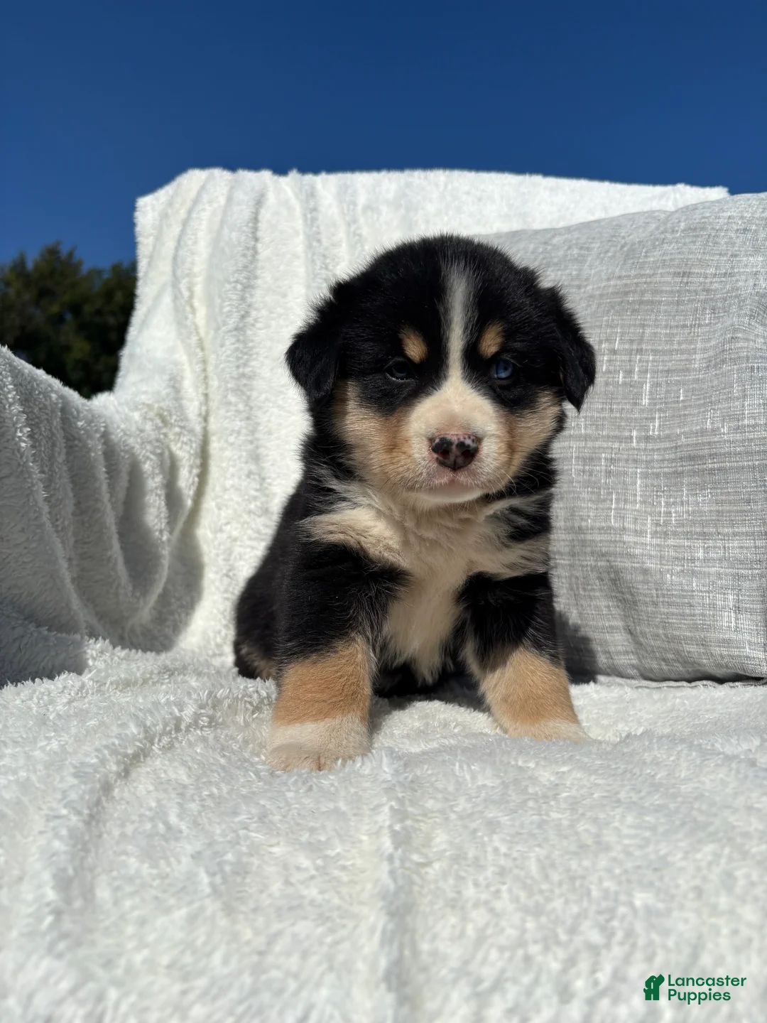 Mixed Breed dogs for sale: Mixed Breed 3 - Ad 1