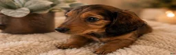 Miniature Dachshund dogs for sale: Stella - Ad 6