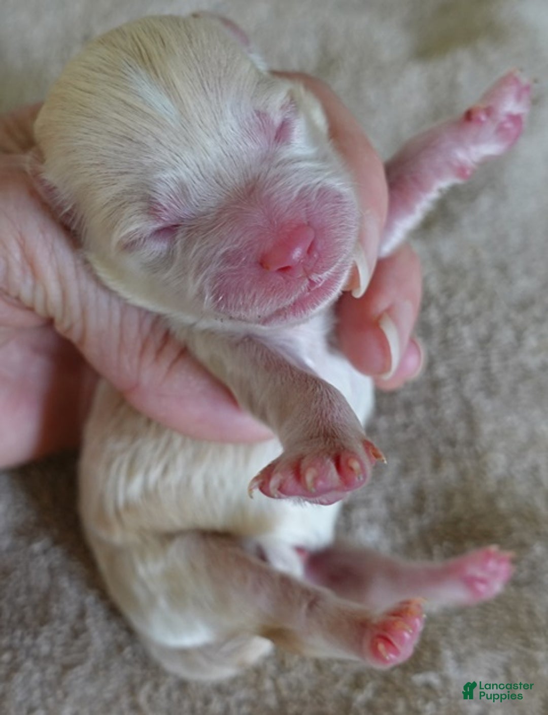 Maltipoo dogs for sale: Kyro boy - Ad 6