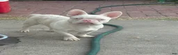 French Bulldog dogs for sale: Pinkey  - Ad 3