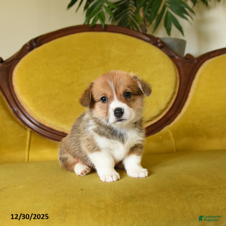 Welsh Corgi Pembroke dogs Penny - Ad 30