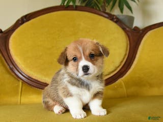 Welsh Corgi Pembroke dogs Penny - Ad 28