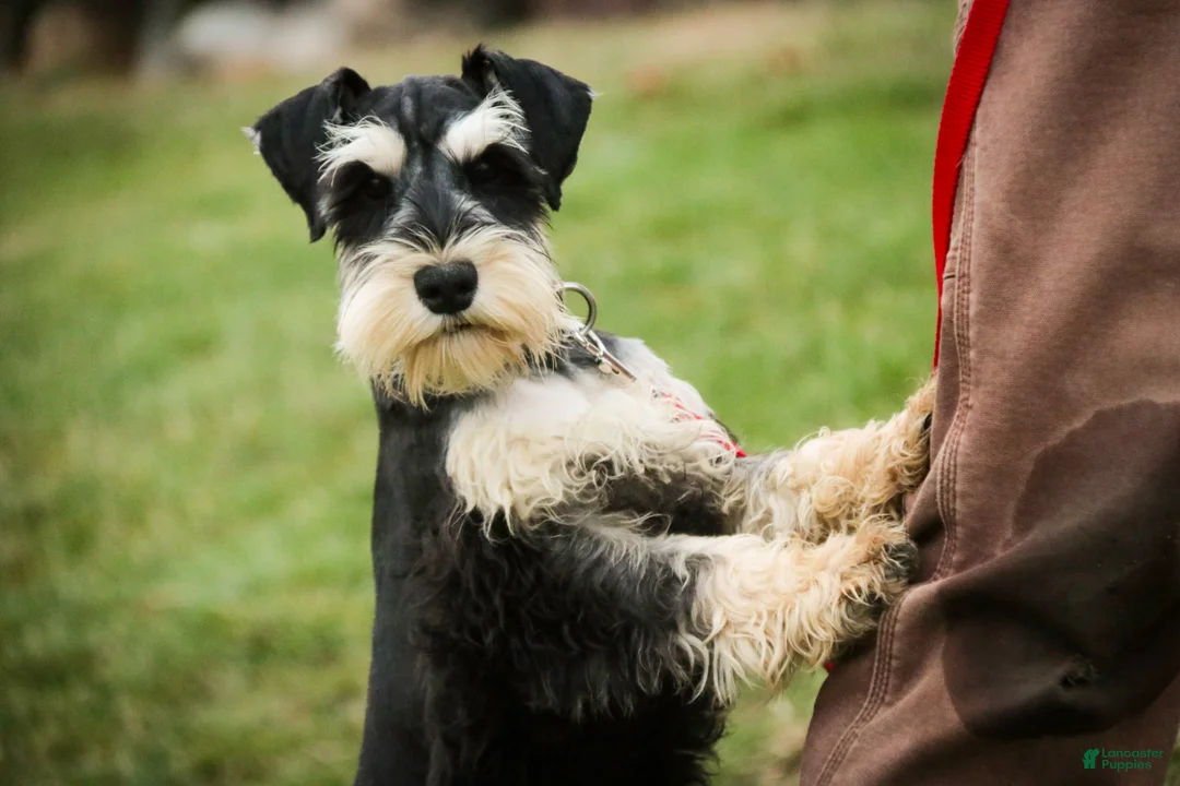 Miniature Schnauzer dogs for sale: Johann - Ad 6