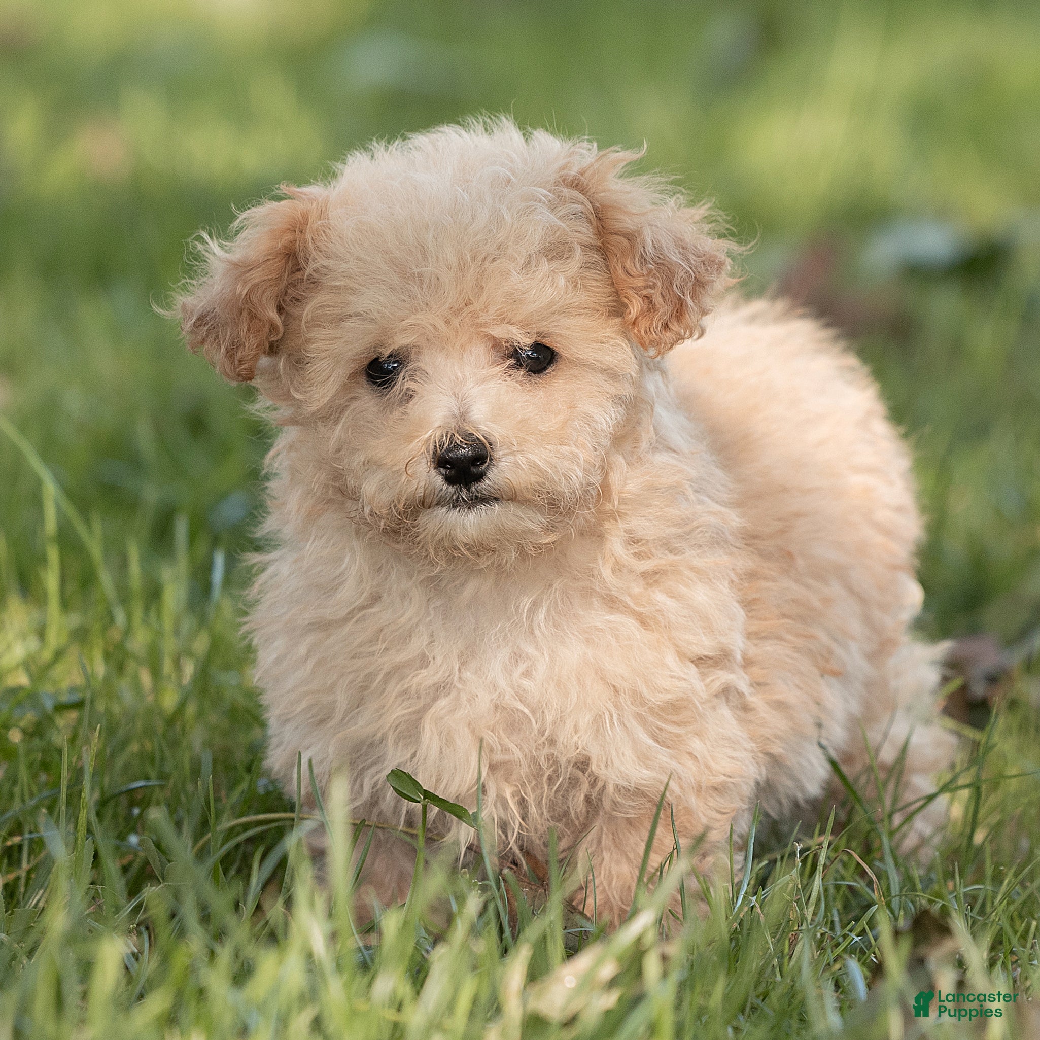 Maltipoo dogs Teddy Maltipoo  - Ad 1