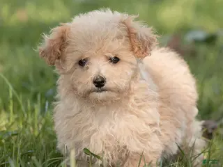 Maltipoo dogs Teddy Maltipoo - Ad 1