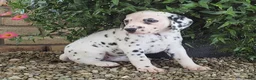 Dalmatian dogs for sale: Stella - Ad 4