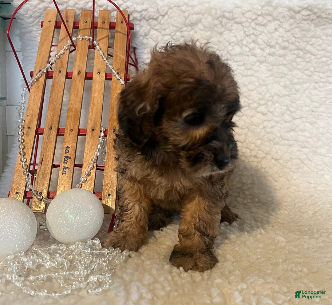 Whoodle dogs for sale: Binky - Ad 4