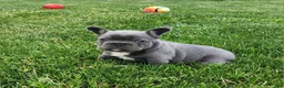 French Bulldog dogs for sale: James  - Ad 4