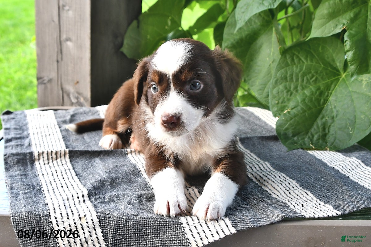 Mixed Breed dogs Scout - Ad 1