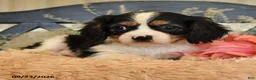 Cavalier King Charles Spaniel dogs for sale: Phoenix - Ad 3