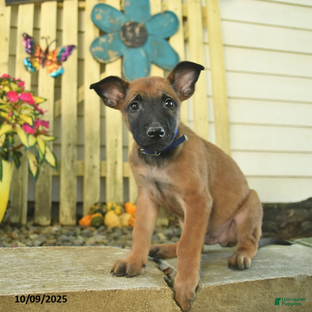 Belgian Malinois dogs for sale: Pablo  - Ad 24