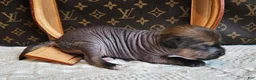 Mixed Breed dogs for sale:  Boss  - Ad 10
