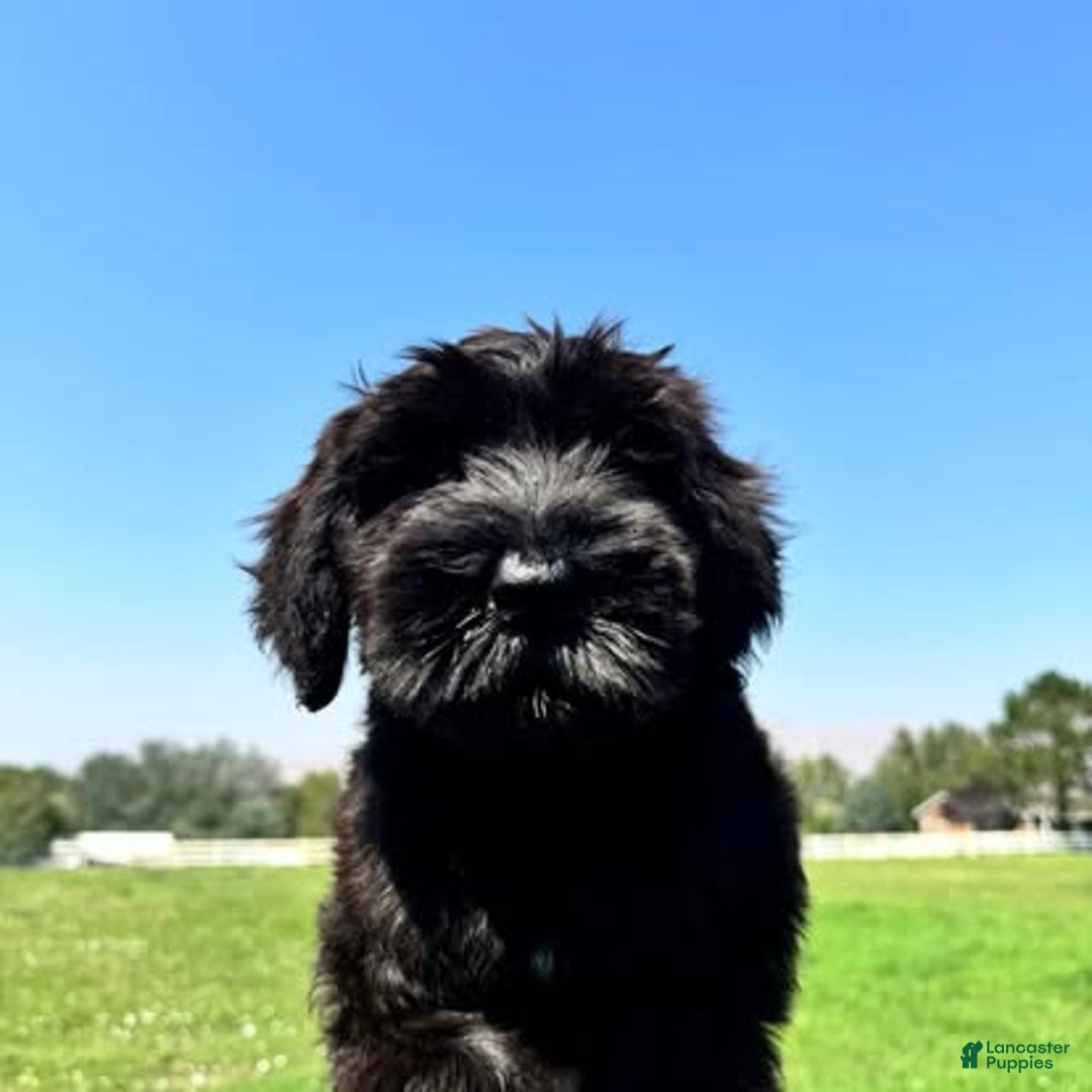 Giant Schnauzer dogs for sale: MARLA Female Giant  - Ad 3