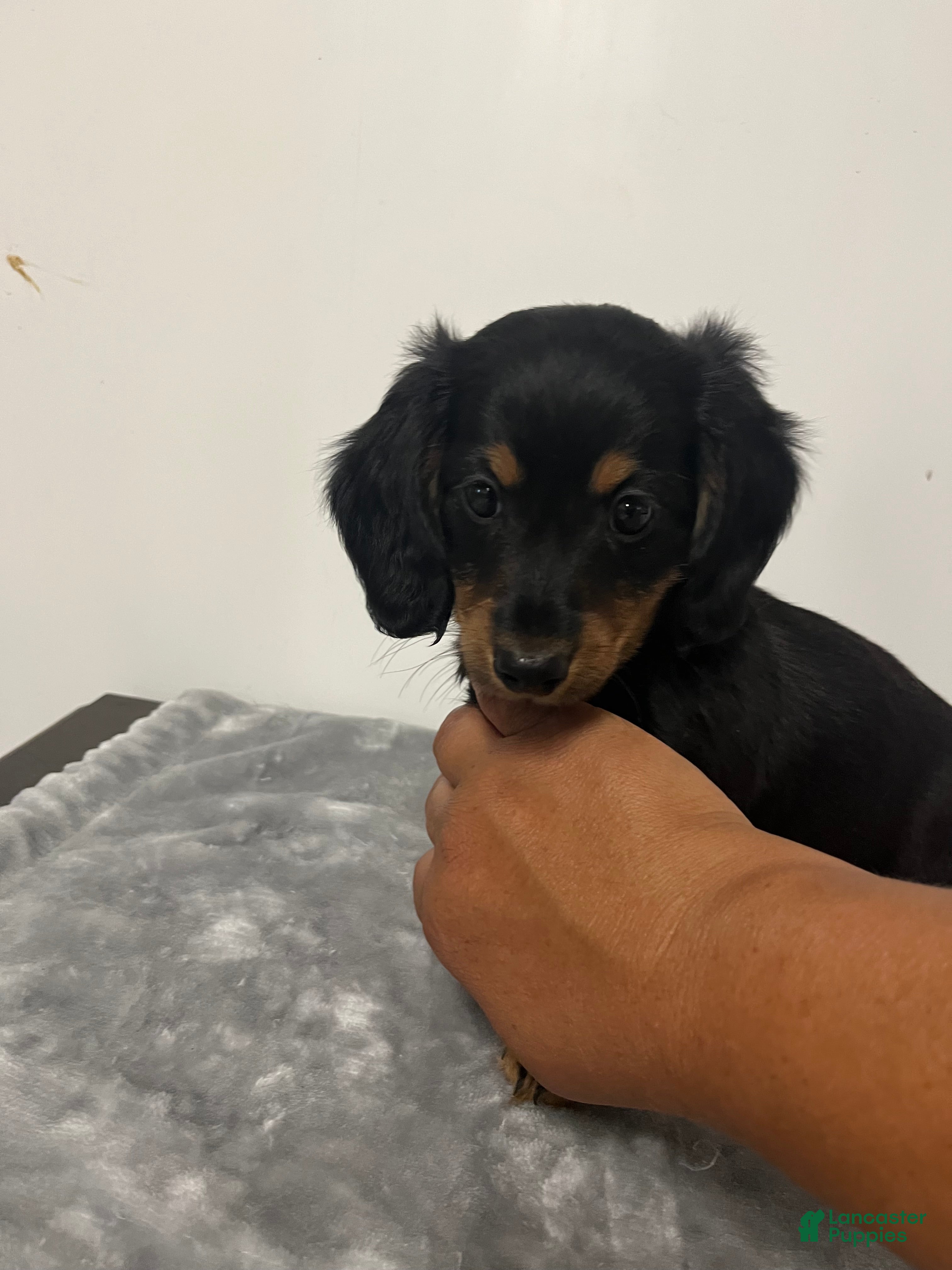 Miniature Dachshund dogs Miniature Dachshund ocean  - Ad 1