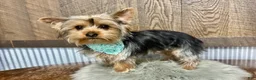 Yorkshire Terrier dogs for sale: Koby - Ad 1