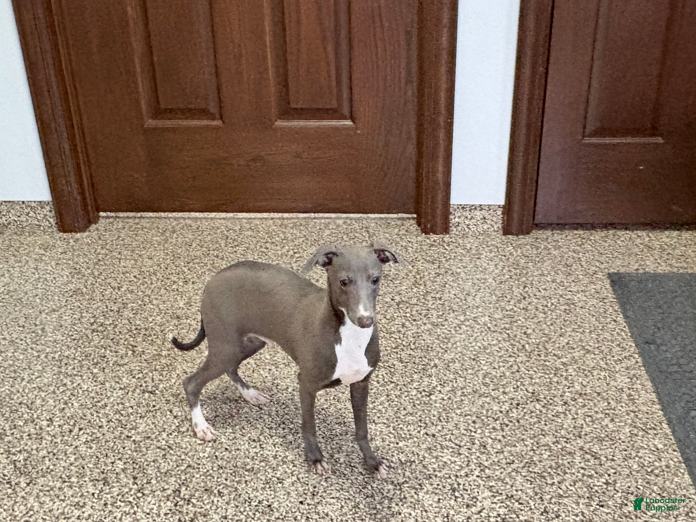 Italian Greyhound dogs Henry - Ad 9