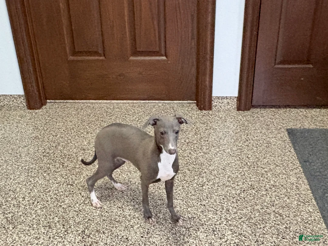 Italian Greyhound dogs for sale: Henry - Ad 1