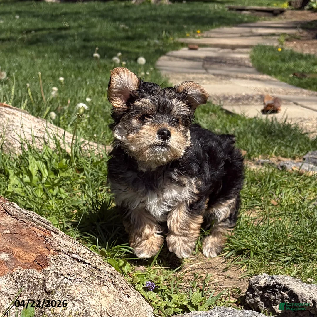 Yorkiepoo dogs for sale: Selena - Ad 1