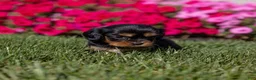 Cavalier King Charles Spaniel dogs for sale: Milly - Ad 6