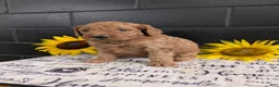 Goldendoodle dogs for sale: Lolly  - Ad 11
