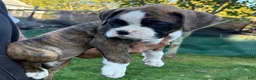 Boxer dogs for sale: DUSSEL  - Ad 8