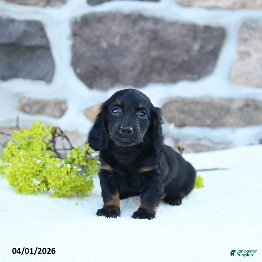 Miniature Dachshund dogs Bud - Ad 1