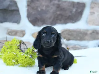 Miniature Dachshund dogs for sale: Bud - Ad 2