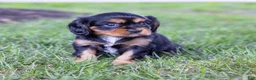 Cavalier King Charles Spaniel dogs for sale: Butch - Ad 9