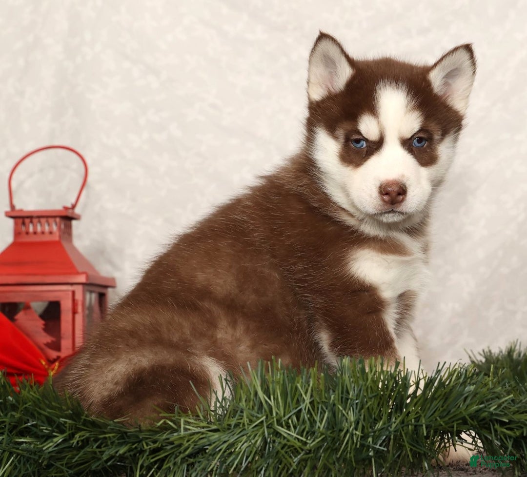 Siberian Husky dogs for sale: Macy - Ad 1